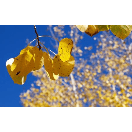 Aspen Acupuncture and Integrative Health - Fertility acupuncture clinic