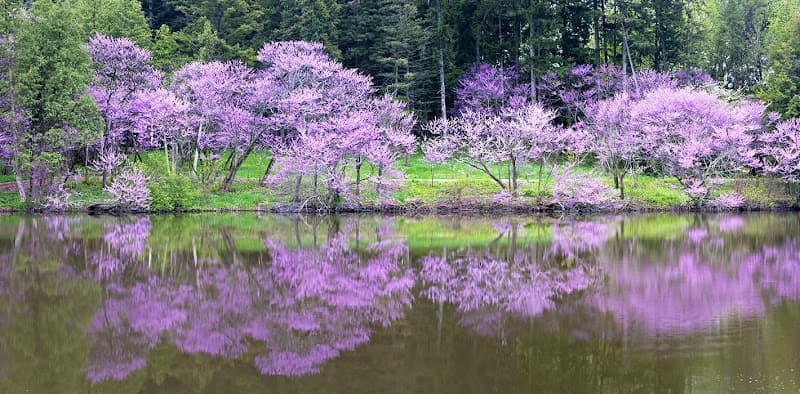 Lisa Meyerson Acupuncture - Fertility acupuncture clinic