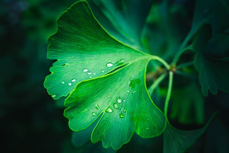 Lin’s Comprehensive Acupuncture PLLC - Fertility acupuncture clinic